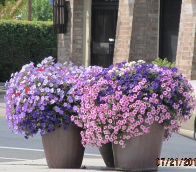 Downtown Madras Flower Pots